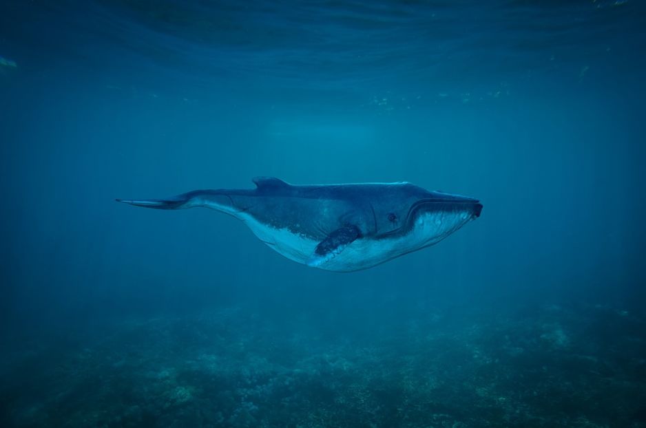Wieloryb, woda, zdjęcie pod wodą